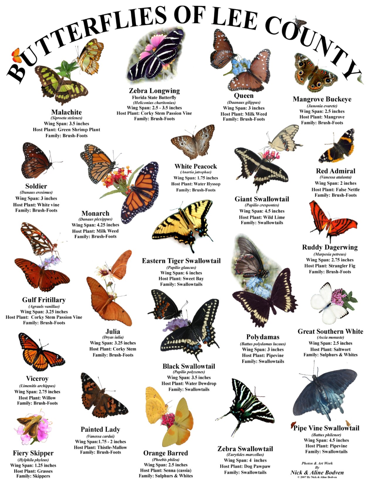 Butterflies of Lee County Florida Crooked Garden, Inc.