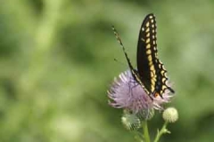 Black Swallowtail necturing on Thistle