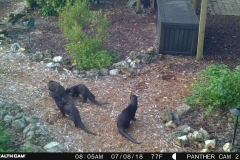 Otter family 7-8-18 (2)