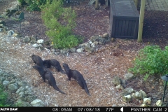 Otter family 7-8-18 (3)