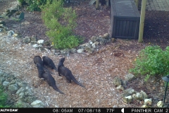 Otter family 7-8-18 (4)