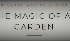 Magic-of-butterflies